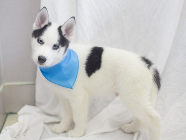 Siberian Husky DOG Male White with Spots 11949 Petland Wichita, Kansas