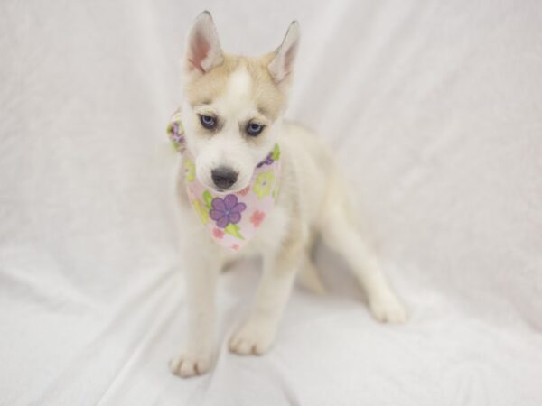 Siberian Husky DOG Female Gray and White 11950 Petland Wichita, Kansas