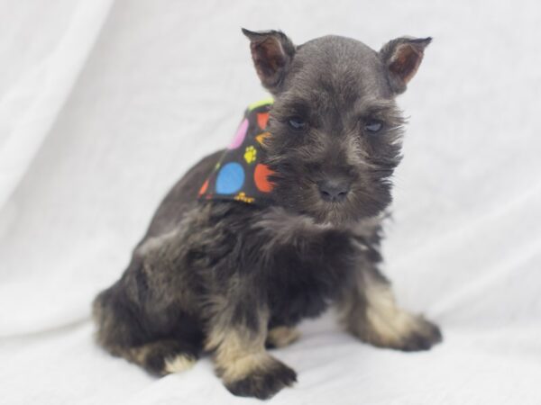 Miniature Schnauzer DOG Male Salt and Pepper 11956 Petland Wichita, Kansas