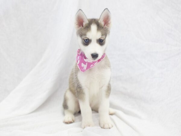 Siberian Husky DOG Female Gray and White 11951 Petland Wichita, Kansas