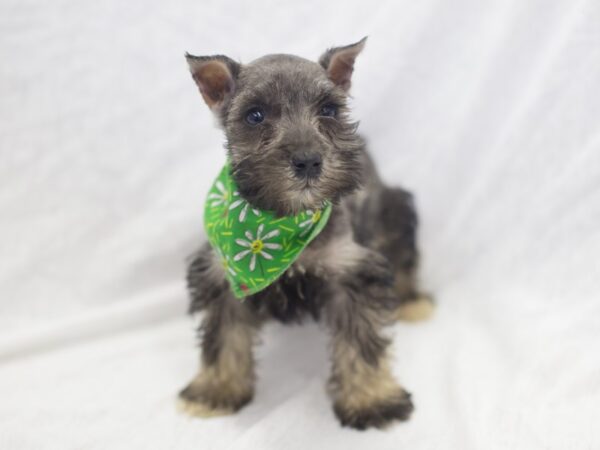 Miniature Schnauzer DOG Male Salt and Pepper 11957 Petland Wichita, Kansas