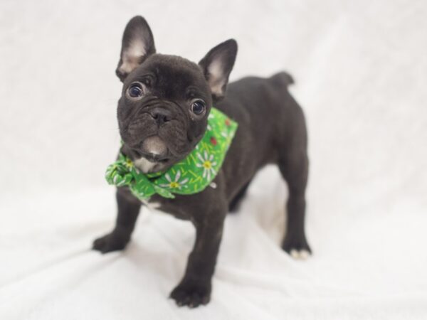 French Bulldog-DOG-Male-Brindle-11959-Petland Wichita, Kansas