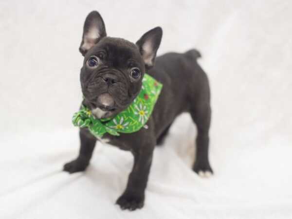 French Bulldog DOG Male Brindle 11959 Petland Wichita, Kansas