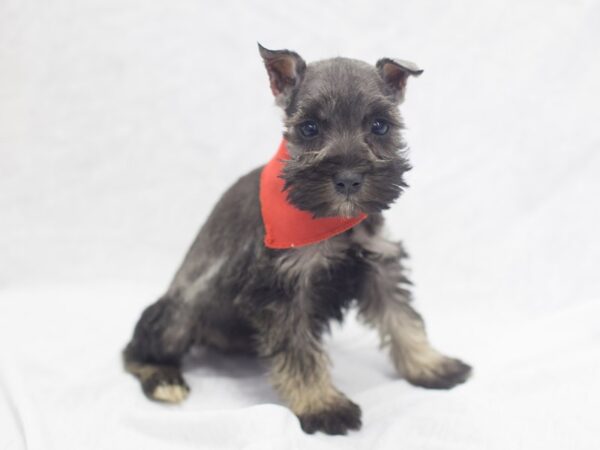 Miniature Schnauzer DOG Male Salt and Pepper 11958 Petland Wichita, Kansas