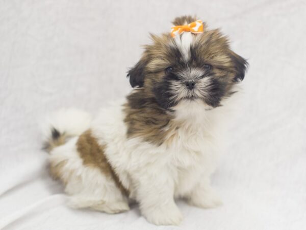 Shih Tzu DOG Female Brown and White 11961 Petland Wichita, Kansas