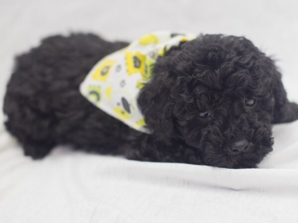 Toy Poodle DOG Male Black 11962 Petland Wichita, Kansas