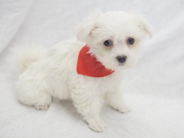 Maltese DOG Male White 11963 Petland Wichita, Kansas