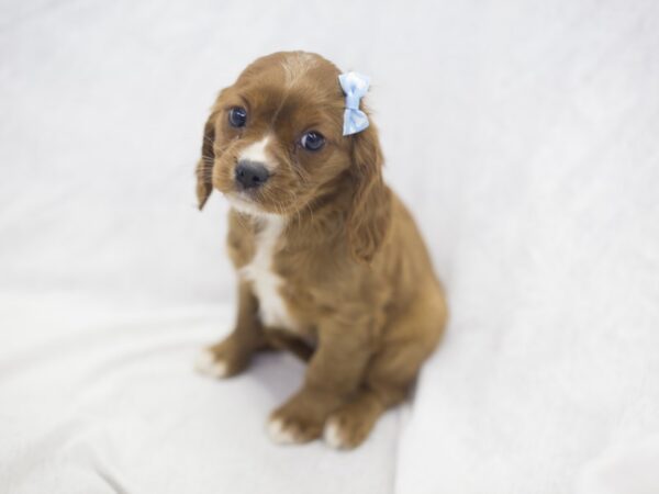 Cavalier King Charles Spaniel DOG Female Red 11967 Petland Wichita, Kansas