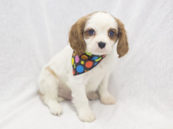 Cavalier King Charles Spaniel DOG Male Blenheim 11968 Petland Wichita, Kansas