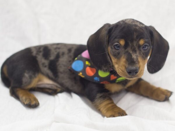 Miniature Dachshund DOG Male Dapple 11969 Petland Wichita, Kansas