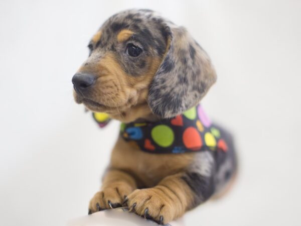 Miniature Dachshund DOG Male Dapple 11970 Petland Wichita, Kansas