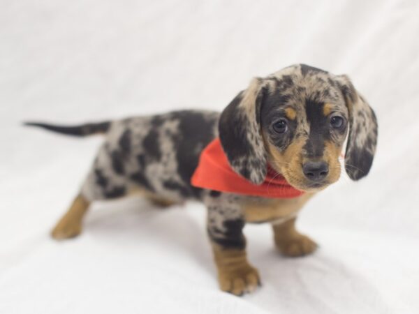 Miniature Dachshund DOG Male Dapple 11971 Petland Wichita, Kansas