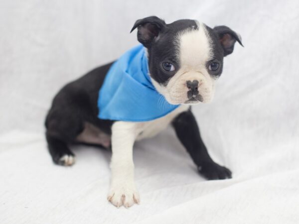 Boston Terrier DOG Female Black and White 11972 Petland Wichita, Kansas