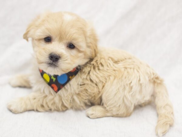 Lhasapoo DOG Male Apricot 11973 Petland Wichita, Kansas