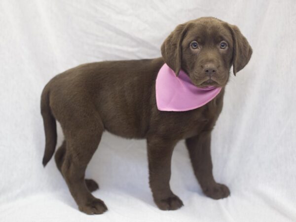 Labrador Retriever DOG Female Chocolate 11986 Petland Wichita, Kansas