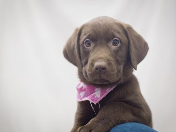 Labrador Retriever DOG Female Chocolate 11985 Petland Wichita, Kansas