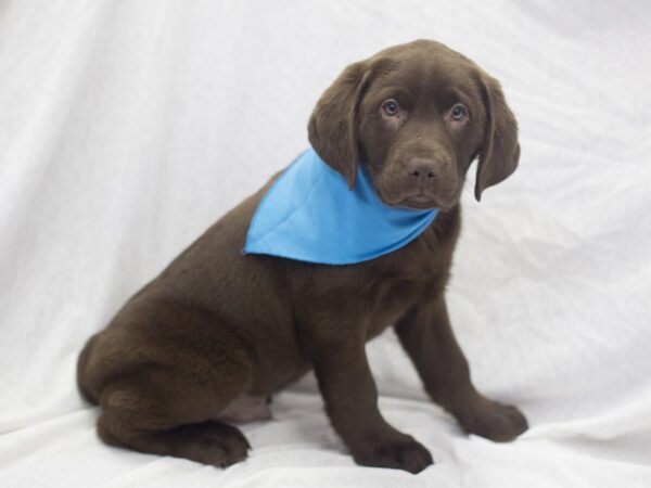 Labrador Retriever DOG Male Chocolate 11984 Petland Wichita, Kansas