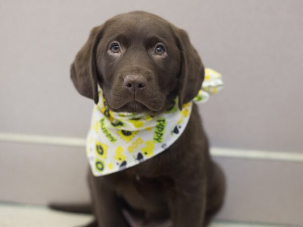 Labrador Retriever DOG Male Chocolate 11983 Petland Wichita, Kansas