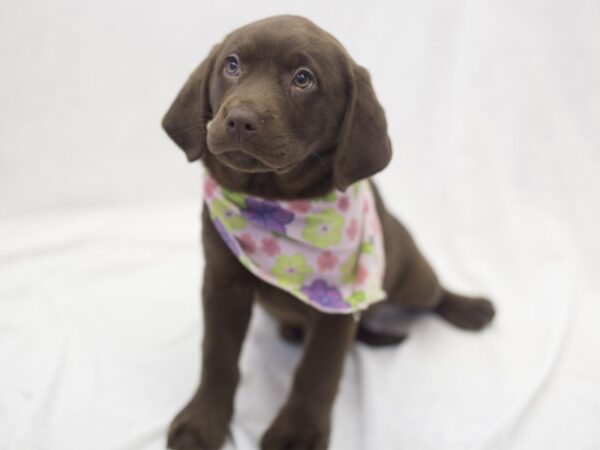 Labrador Retriever-DOG-Female-Chocolate-11982-Petland Wichita, Kansas