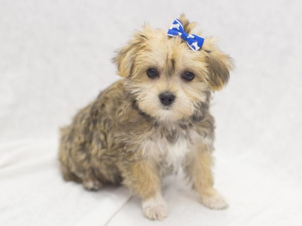 Morkie DOG Female Tan 11981 Petland Wichita, Kansas