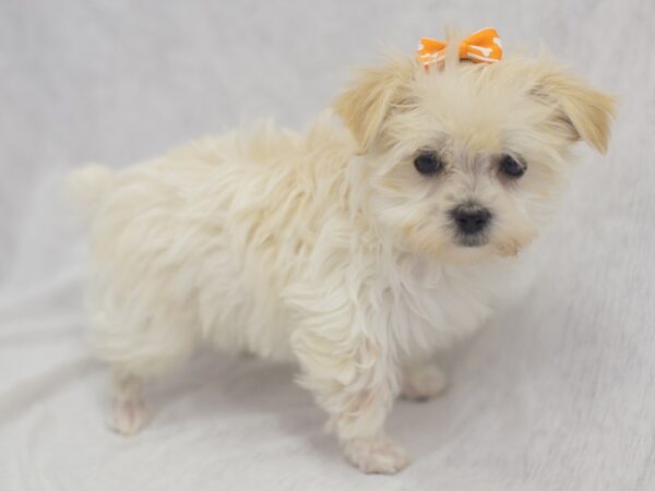 Morkie DOG Female Cream 11980 Petland Wichita, Kansas