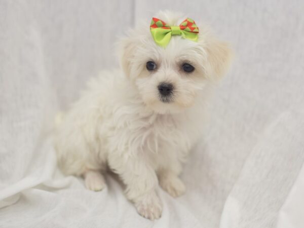 Morkie DOG Female White 11979 Petland Wichita, Kansas