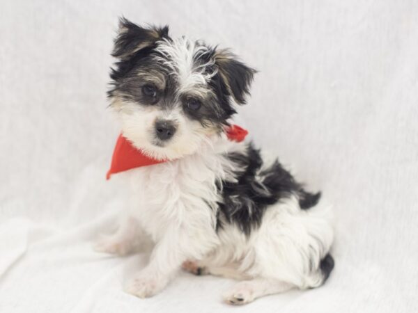 Morkie DOG Male Black and White 11978 Petland Wichita, Kansas