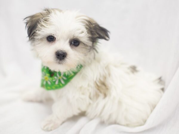 Morkie DOG Male Tri Color 11977 Petland Wichita, Kansas