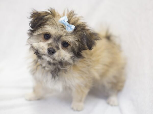 Maltipom DOG Female Sable 11976 Petland Wichita, Kansas