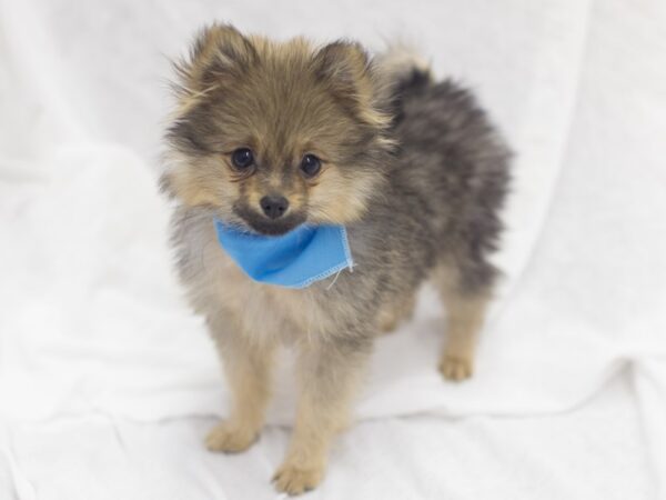 Pomeranian DOG Male Wolf Sable 11974 Petland Wichita, Kansas