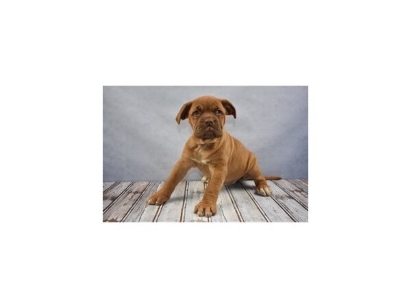 Dogue de Bordeaux DOG Female Red 12023 Petland Wichita, Kansas