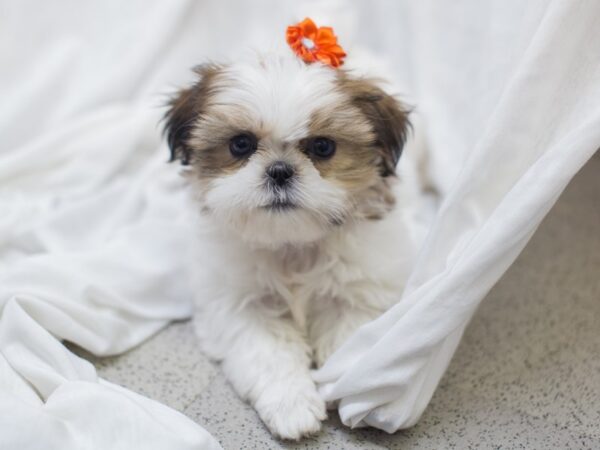 Shih Tzu DOG Female Brown and White 11960 Petland Wichita, Kansas