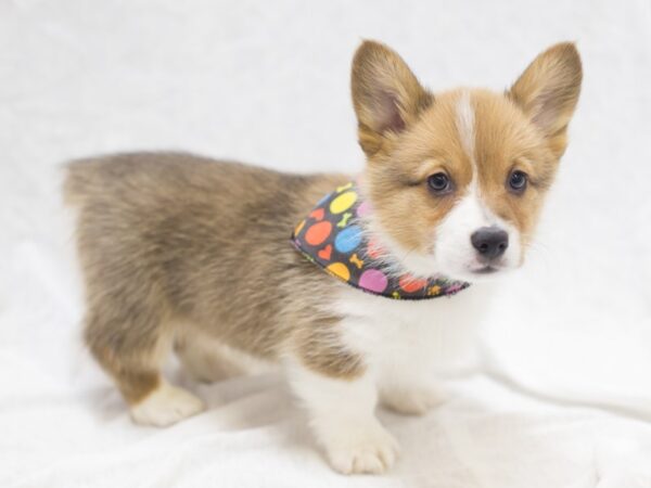 Pembroke Welsh Corgi DOG Male Sable and White 11965 Petland Wichita, Kansas