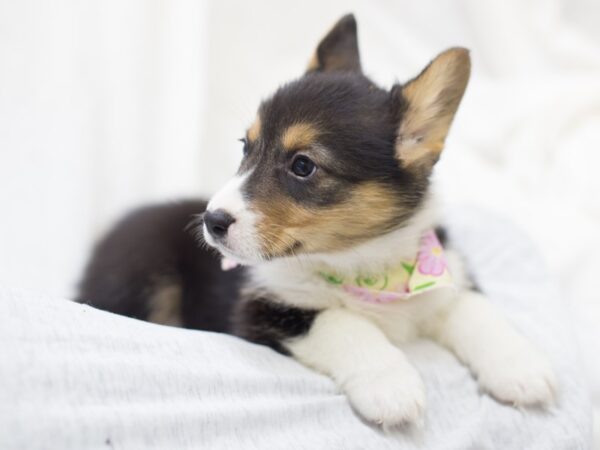 Pembroke Welsh Corgi DOG Female Tri Color 11964 Petland Wichita, Kansas