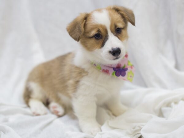Pembroke Welsh Corgi-DOG-Female-Sable and White-11966-Petland Wichita, Kansas