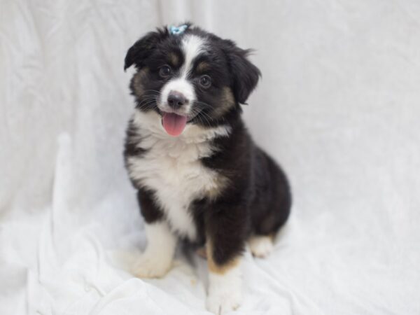 Toy Aussie DOG Female Black Tri 11988 Petland Wichita, Kansas