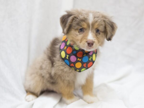 Toy Aussie DOG Male Red Merle 11987 Petland Wichita, Kansas