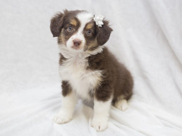 Toy Aussie-DOG-Female-Red Tri-11989-Petland Wichita, Kansas