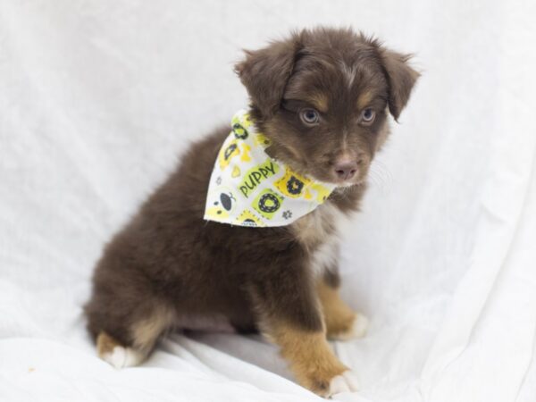 Toy Aussie DOG Male Red Tri 11990 Petland Wichita, Kansas