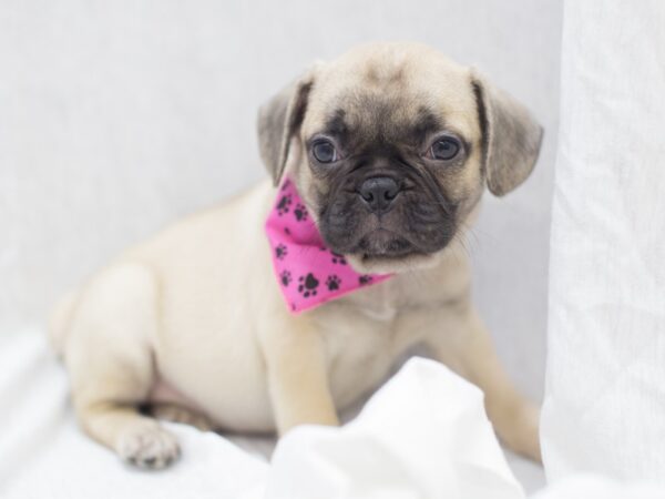 Frug-DOG-Female-Fawn-11992-Petland Wichita, Kansas