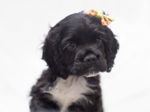 Cocker Spaniel DOG Female Black and White 11991 Petland Wichita, Kansas