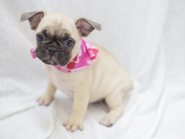 Frug DOG Female Fawn 11993 Petland Wichita, Kansas