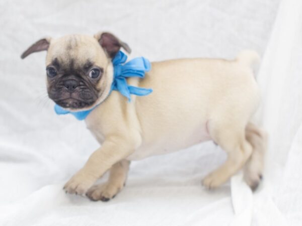 Frug DOG Male Fawn 11994 Petland Wichita, Kansas