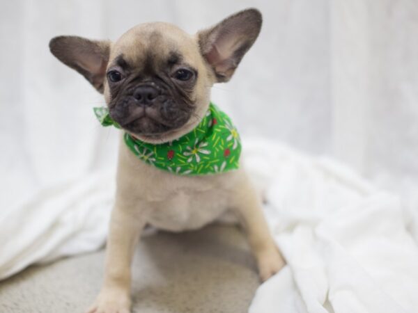 Frug DOG Male Fawn 11995 Petland Wichita, Kansas