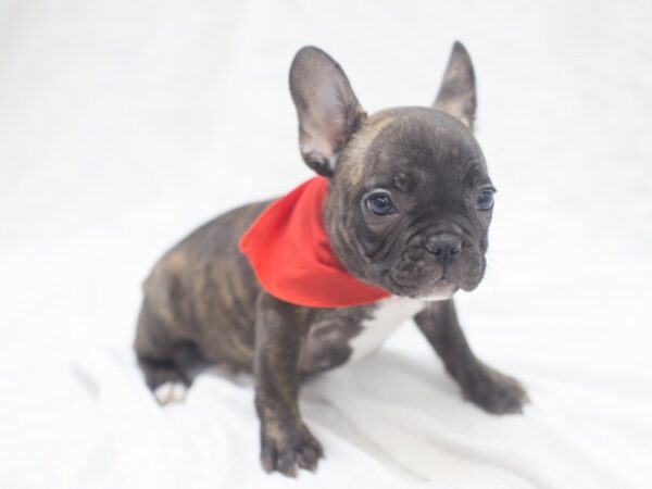 French Bulldog DOG Male Brindle 11996 Petland Wichita, Kansas