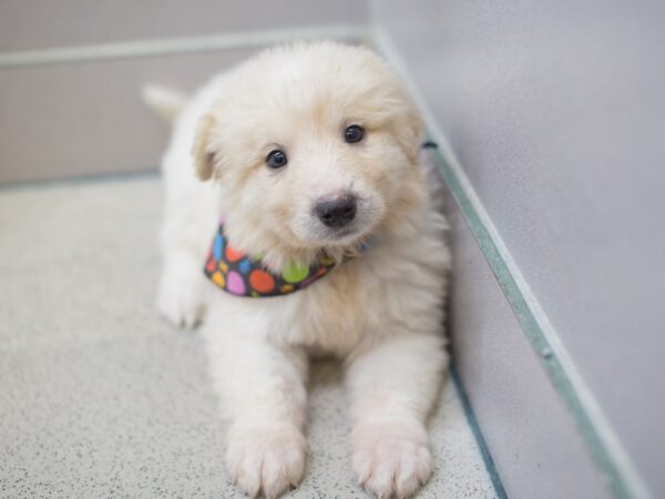 Anatolian Pyrenees-DOG-Male-Cream-11998-Petland Wichita, Kansas