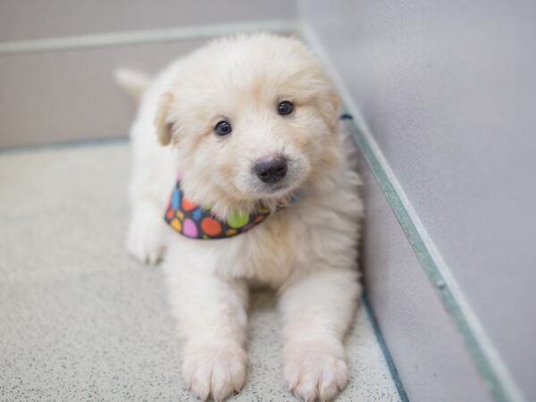 Anatolian Pyrenees DOG Male Cream 11998 Petland Wichita, Kansas