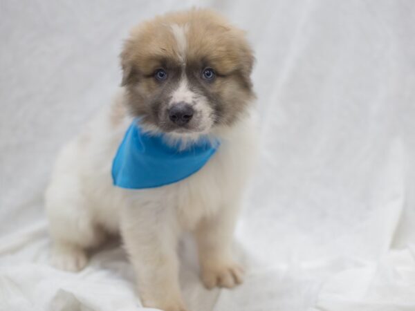 Anatolian Pyrenees DOG Male White and Cream 11997 Petland Wichita, Kansas