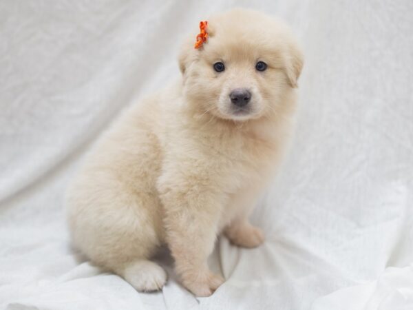 Anatolian Pyrenees DOG Female Cream 11999 Petland Wichita, Kansas