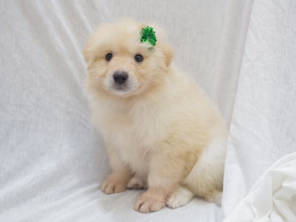 Anatolian Pyrenees DOG Female Cream 12000 Petland Wichita, Kansas